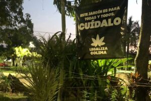 Lee más sobre el artículo Quitan plantas de marihuana de ‘jardín cannábico’ en Colima capital, denuncia colectivo
