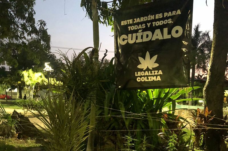 En este momento estás viendo Quitan plantas de marihuana de ‘jardín cannábico’ en Colima capital, denuncia colectivo