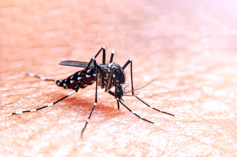 En este momento estás viendo Salud Colima suma a sector empresarial y organizaciones gremiales al combate al dengue, zika y chikungunya