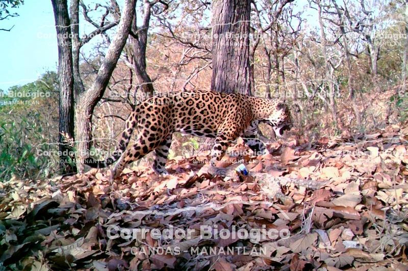 En este momento estás viendo Captan a un jaguar en área protegida del Corredor Canoas-Manantlán