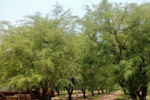 Lee más sobre el artículo Tamarinderos preocupados por la falta de lluvia