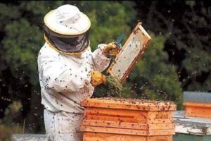 Lee más sobre el artículo Organizan taller de Manejo de Químicos para apicultores en Tecomán