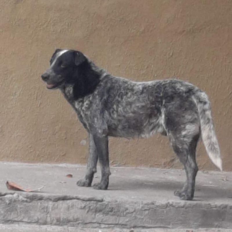 En este momento estás viendo Aclara PC Tecomán que no cuentan con área de resguardo para perros callejeros