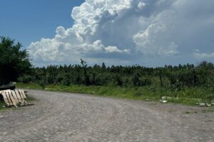 Lee más sobre el artículo Huertas de plátano se cultivan desde antes que la zona se poblara en Tecomán