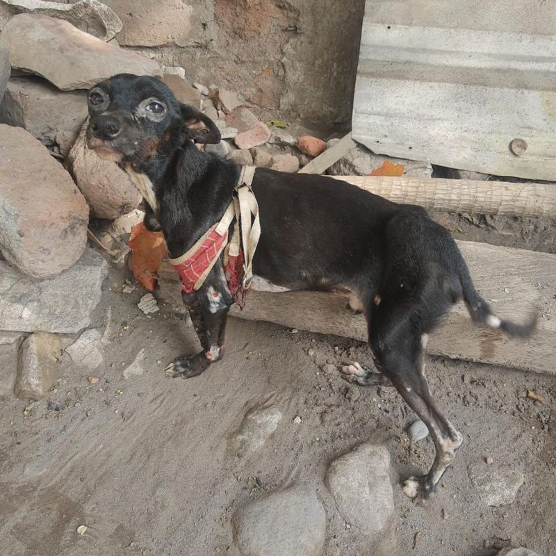 En este momento estás viendo Ante ataques de perros, activistas se pronuncian por acciones de esterilización y educación