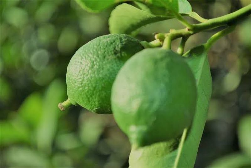 En este momento estás viendo Sube precio del limón en Colima, tendrá impacto negativo en el consumidor: Óscar Avalos