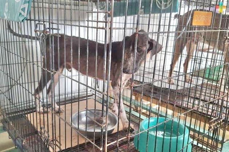 En este momento estás viendo ‘Una perrera en Tecomán es viable con gente capaz al frente’: veterinario