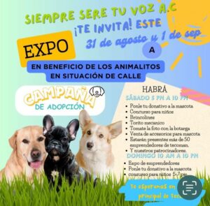 Lee más sobre el artículo Anuncian Expo en Tecomán de Recaudación de Fondos para Esterilización y Tratamiento de Perritos Callejeros