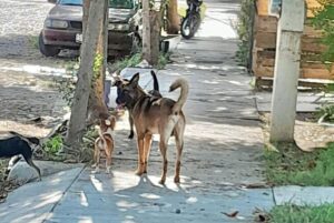 Lee más sobre el artículo Solicitan acciones urgentes en Tecomán contra maltrato animal