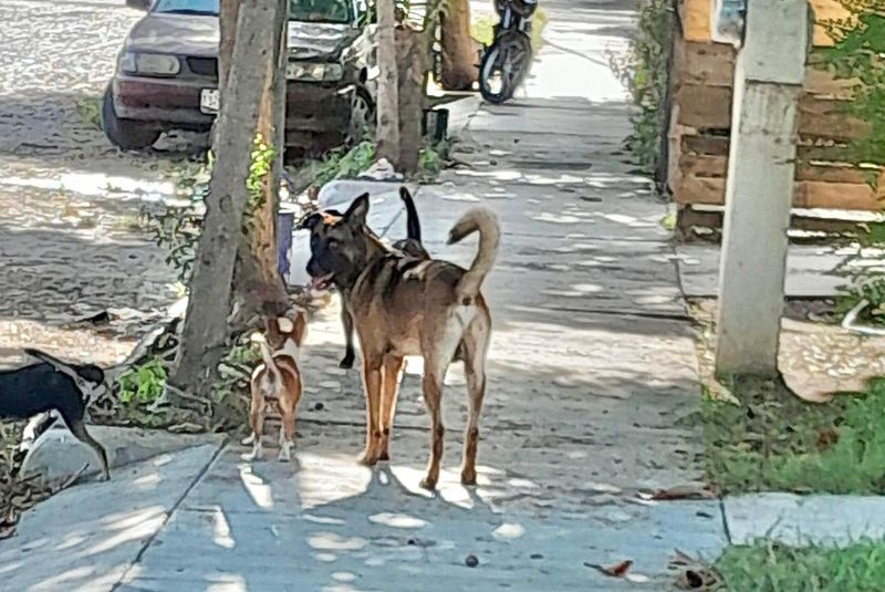 En este momento estás viendo Solicitan acciones urgentes en Tecomán contra maltrato animal