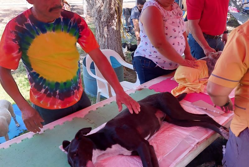 En este momento estás viendo Habrá programa de esterilización de animales en Tecomán