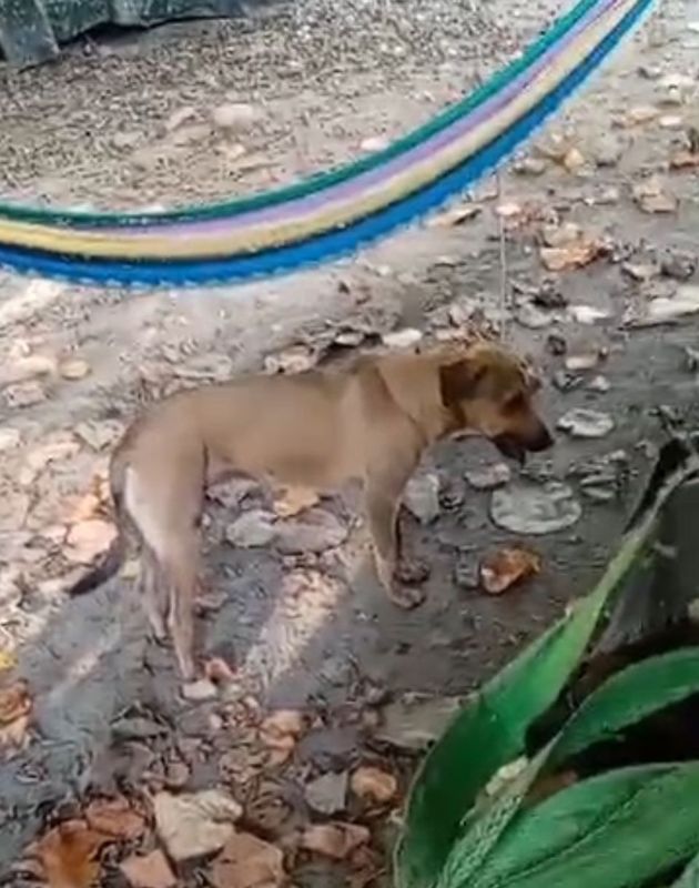 En este momento estás viendo Sigue siendo la rabia un fuerte problema de salud: Veterinario