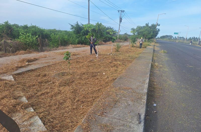 En este momento estás viendo Da comienzo la limpieza de la ciclovía en la Tecomán- Pascuales