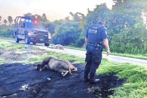 Lee más sobre el artículo Impacta camioneta con 2 burros en carretera a Rincón de López