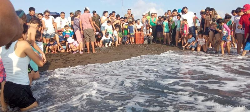 En este momento estás viendo Libera comité voluntario 800 tortugas resguardadas, en Pascuales