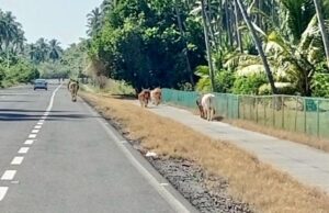 Lee más sobre el artículo Alertan sobre peligro por ganado suelto en Boca de Pascuales, Tecomán