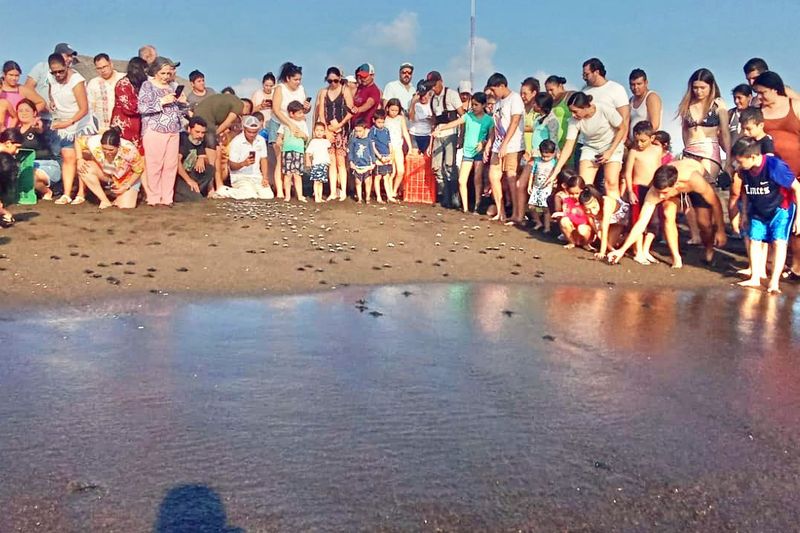 En este momento estás viendo Habitantes de Pascuales aumentan protección de tortuga marina y moya