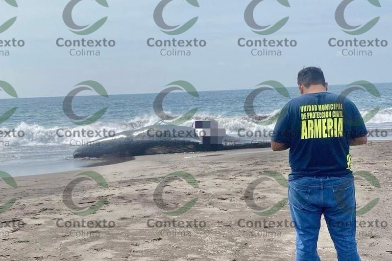 En este momento estás viendo Hallan cuerpo de una ballena en playa de Cuyutlán, Armería