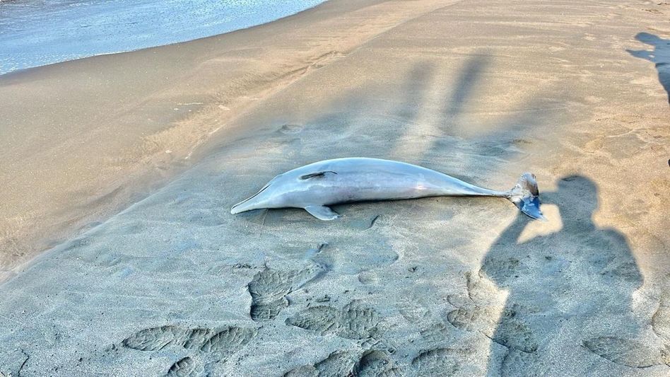 En este momento estás viendo Hallan delfín muerto en la playa El Paraíso