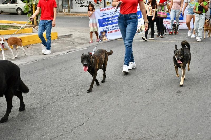 En este momento estás viendo ‘Hace falta cultura para adiestrar perros en Colima’