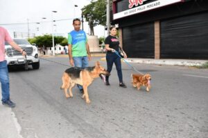 Lee más sobre el artículo Veterinario alerta sobre el impacto de la pirotecnia en los animales