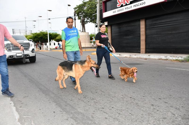 En este momento estás viendo Veterinario alerta sobre el impacto de la pirotecnia en los animales