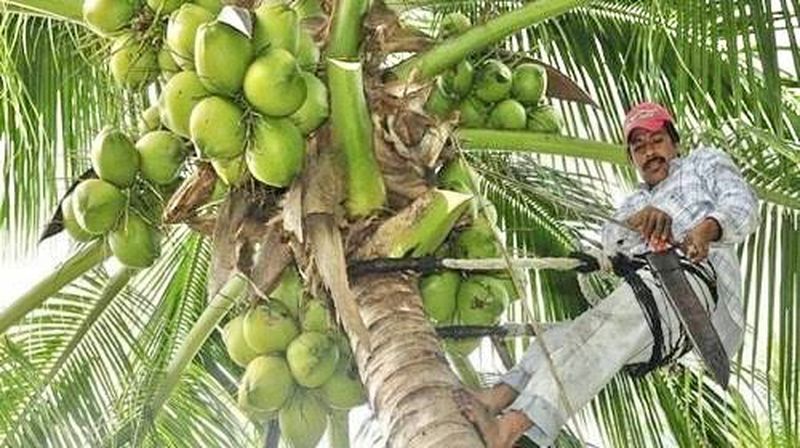 En este momento estás viendo Desaparición de cortadores y envejecimiento de palmas: la crisis del cultivo de coco en Colima