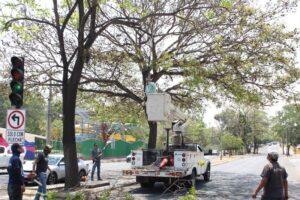 Lee más sobre el artículo Realiza Ayuntamiento de Colima poda preventiva en principales avenidas ante temporada de lluvias