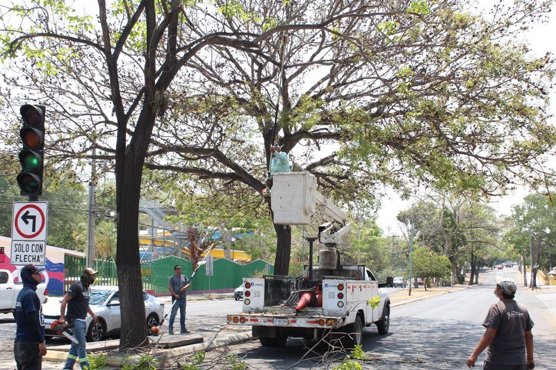 En este momento estás viendo Realiza Ayuntamiento de Colima poda preventiva en principales avenidas ante temporada de lluvias