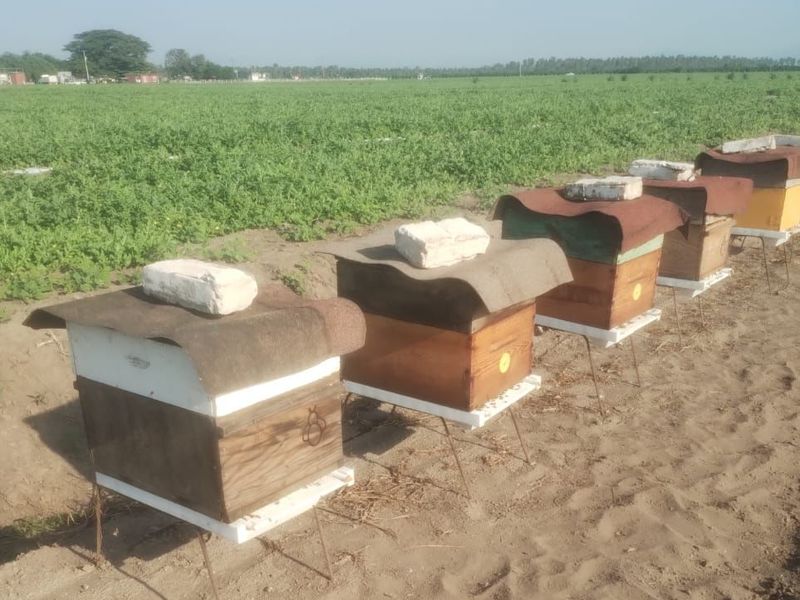 En este momento estás viendo Reportan apicultores de Tecomán y Armería disminución en muertes de abejas
