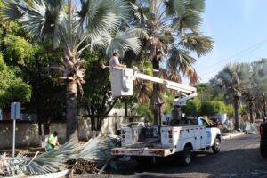 Lee más sobre el artículo Dan mantenimiento a árboles de la avenida Venustiano Carranza para prevenir riesgos