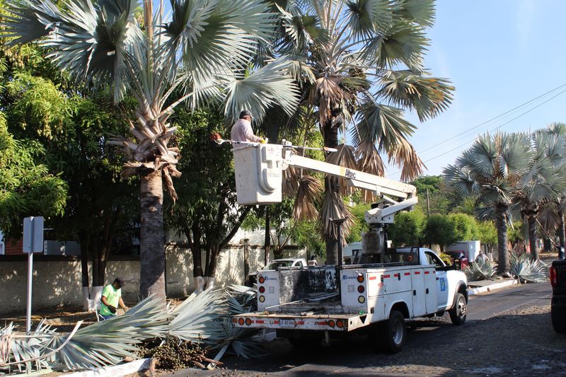 En este momento estás viendo Dan mantenimiento a árboles de la avenida Venustiano Carranza para prevenir riesgos