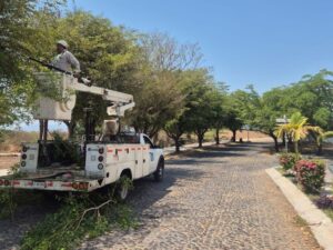 Lee más sobre el artículo Impulsa alcalde de Colima poda, embellecimiento y mantenimiento de áreas verdes