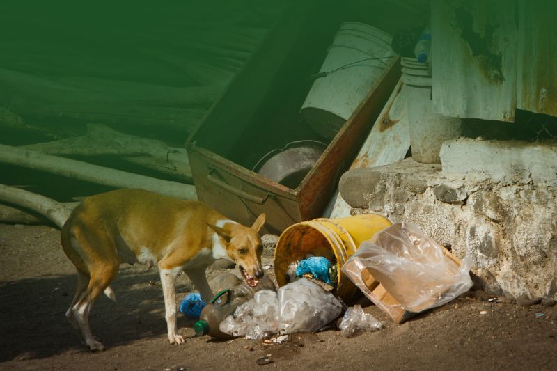 En este momento estás viendo Alistan acciones ante brote de tumores venéreos en perros callejeros en Tecomán