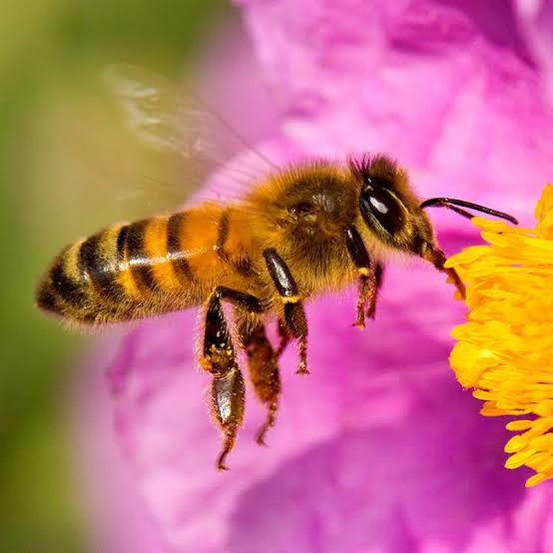 En este momento estás viendo Armería celebrará el Día Mundial de la Abeja con su Primer Mercado Agroecológico