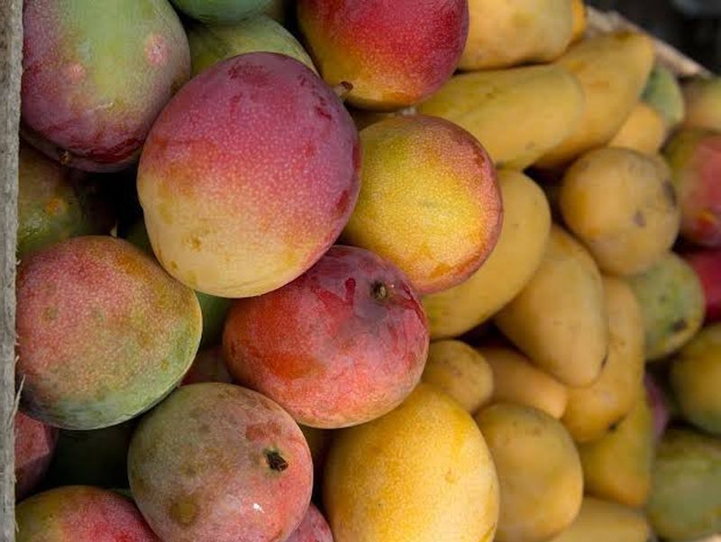 En este momento estás viendo Avanza temporada de mango en Colima con buenas expectativas ante una segunda floración