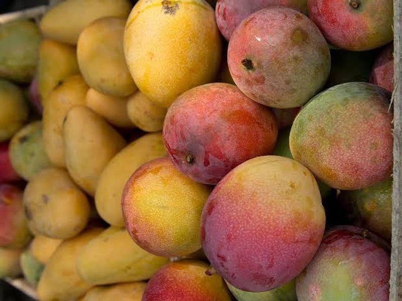 En este momento estás viendo Buscan productores colimenses de mango conquistar mercados europeos