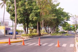 Lee más sobre el artículo Intensifica alcaldía de Colima poda en Av. de los Maestros