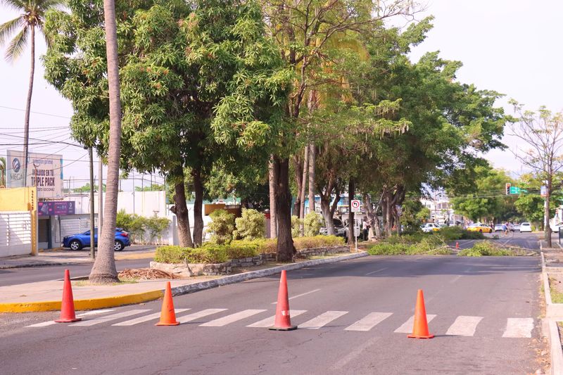 En este momento estás viendo Intensifica alcaldía de Colima poda en Av. de los Maestros