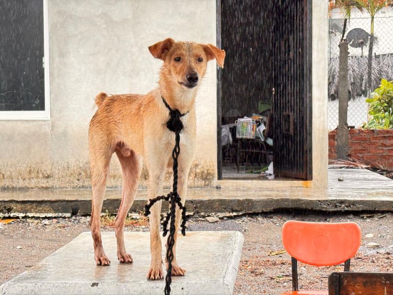 En este momento estás viendo Pascuales, tierra de olvido para perros callejeros: denuncian abandono masivo