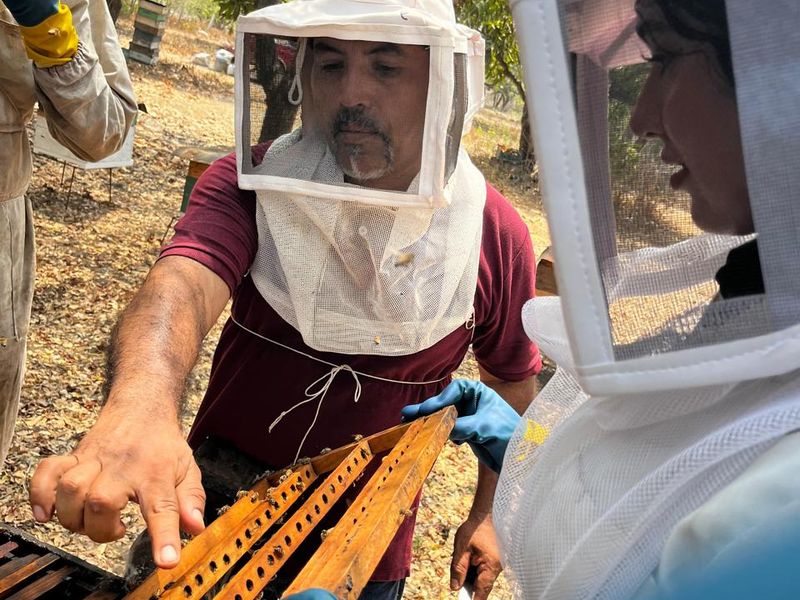 En este momento estás viendo Reportan caída drástica de producción de miel en Colima, por uso de agroquímicos