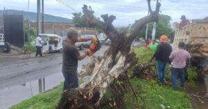 Lee más sobre el artículo Gobierno de Tecomán atiende reportes por árboles caídos en diferentes puntos de la ciudad