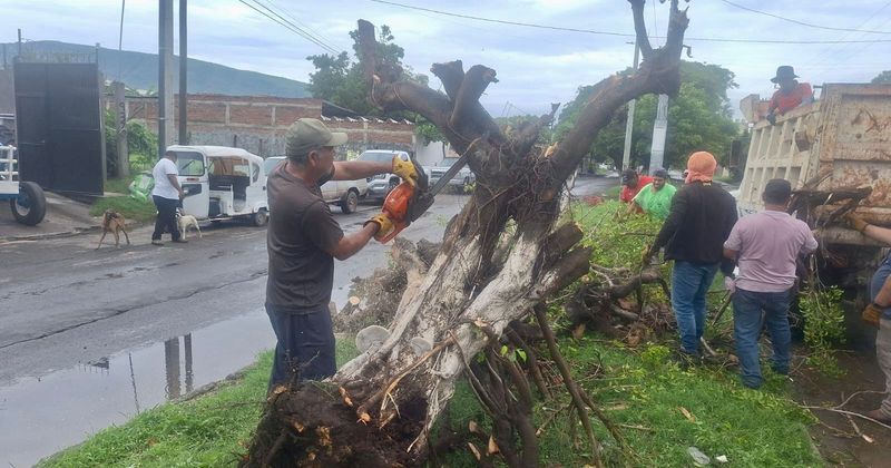 En este momento estás viendo Gobierno de Tecomán atiende reportes por árboles caídos en diferentes puntos de la ciudad