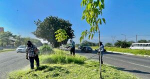 Lee más sobre el artículo Realizan limpieza en camellones de Tercer Anillo y Camino Real