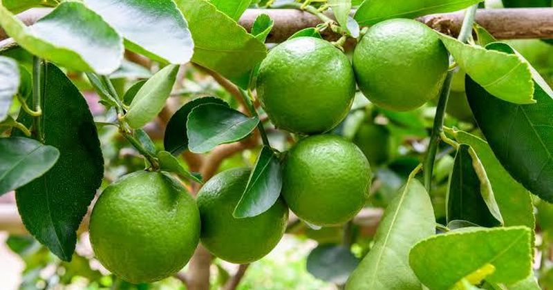 En este momento estás viendo Cae producción de limón en Colima y el precio sigue por debajo del costo