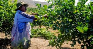 Lee más sobre el artículo ‘Sin apoyo gubernamental, el cultivo de limón está en riesgo’: Orlando Torres