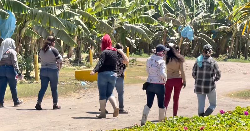 En este momento estás viendo ‘Superficie de cultivo de plátano se mantiene sin crecimiento’: Jorge González Magaña