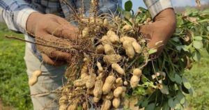 Lee más sobre el artículo Ixtlahuacán realizará su Primer Festival del Cacahuate en octubre