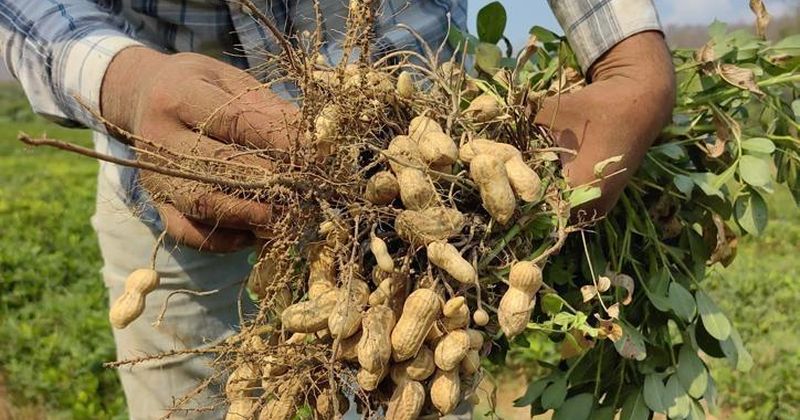 En este momento estás viendo Ixtlahuacán realizará su Primer Festival del Cacahuate en octubre