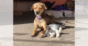 Lee más sobre el artículo Advierte Seguridad Pública de Tecomán sobre sanciones por maltrato animal